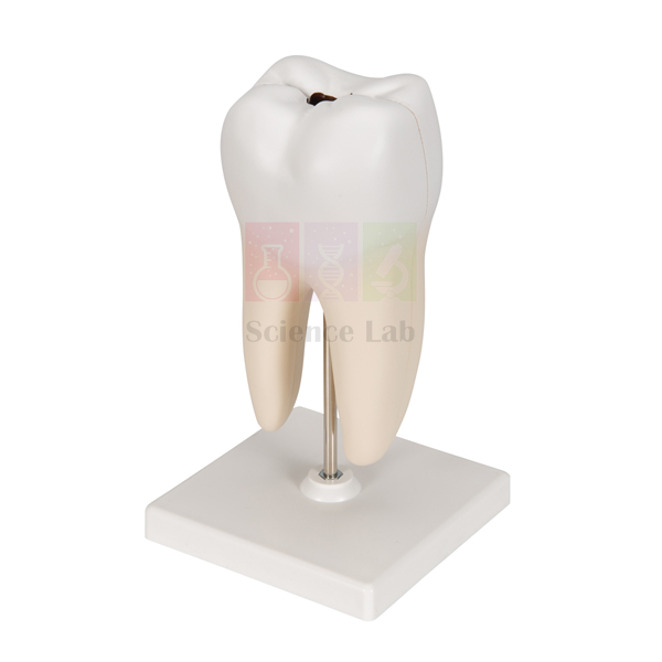 Human Teeth Model, Lower Molar with One Root